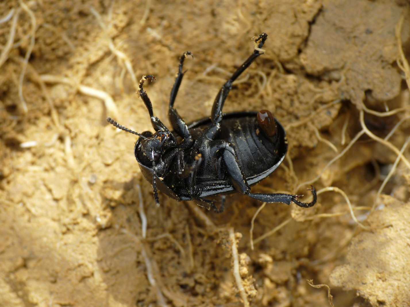 Sylpha sp? Ablattaria laevigata
